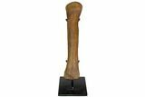 Hadrosaur (Edmontosaur) Metacarpal With Stand - Montana #113379-3